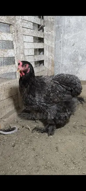 ব্রাহামা মুরগি