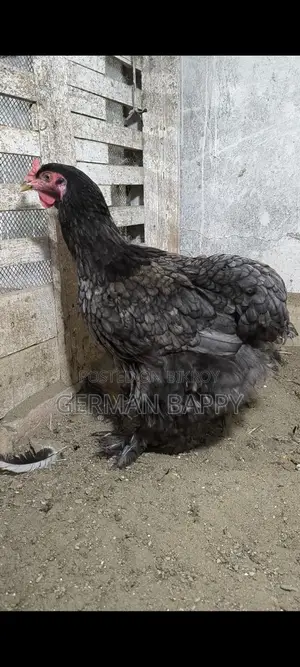 ব্রাহামা মুরগি