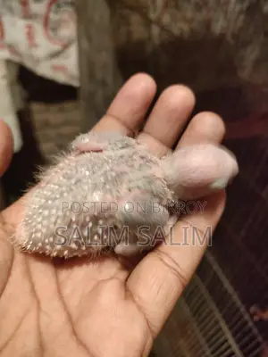 কুনুর পাখির প্রেপ্রেমতো এইচডি টেম সাইজ বাচ্চা
