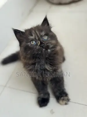 Persian Kitten Cat