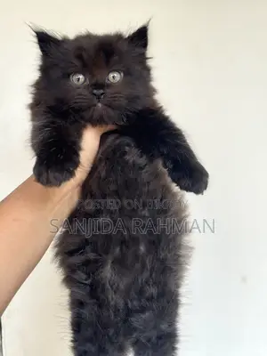 Persian Kitten Cat