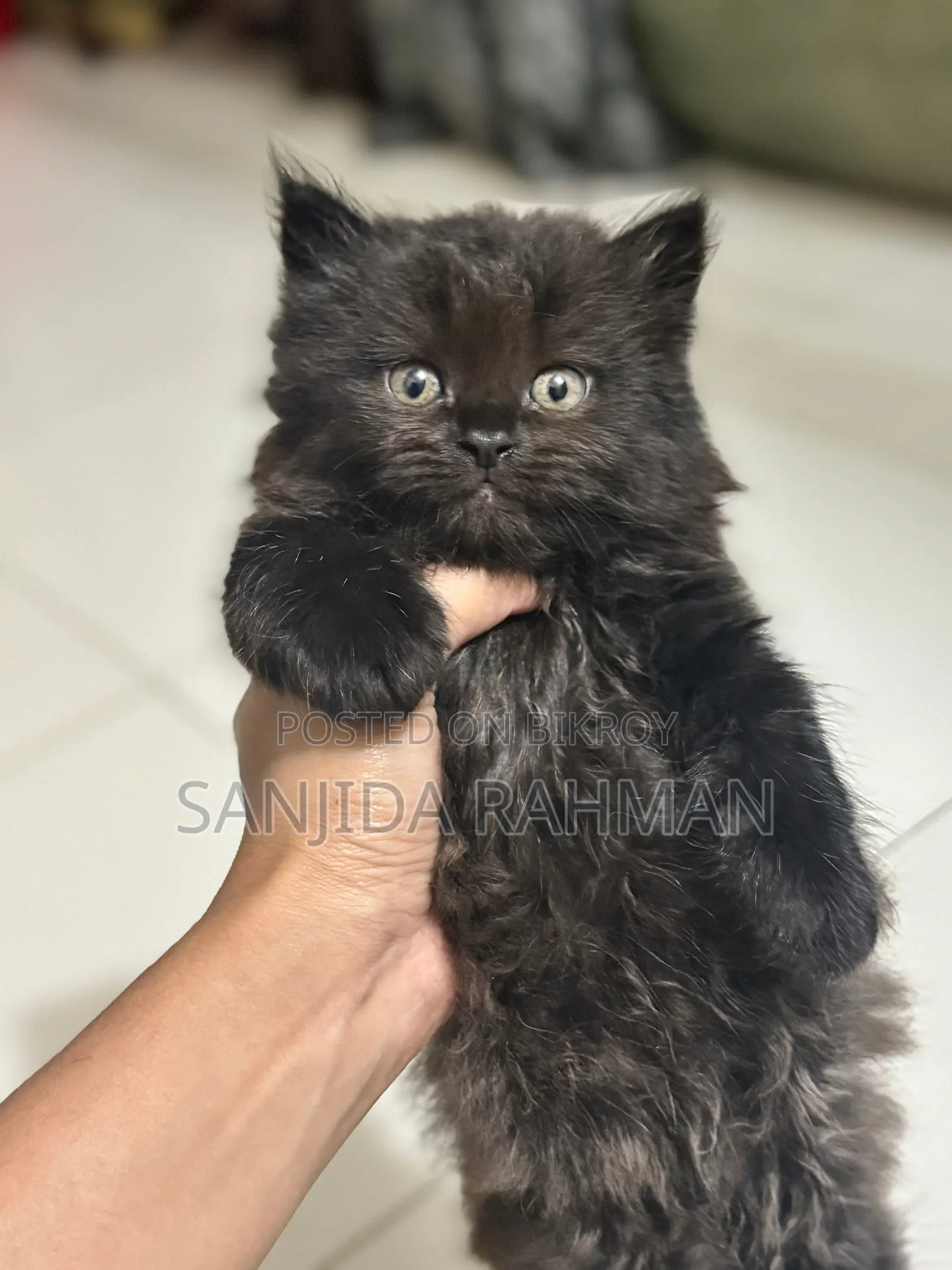 Persian Kitten Cat