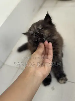 Persian Kitten Cat