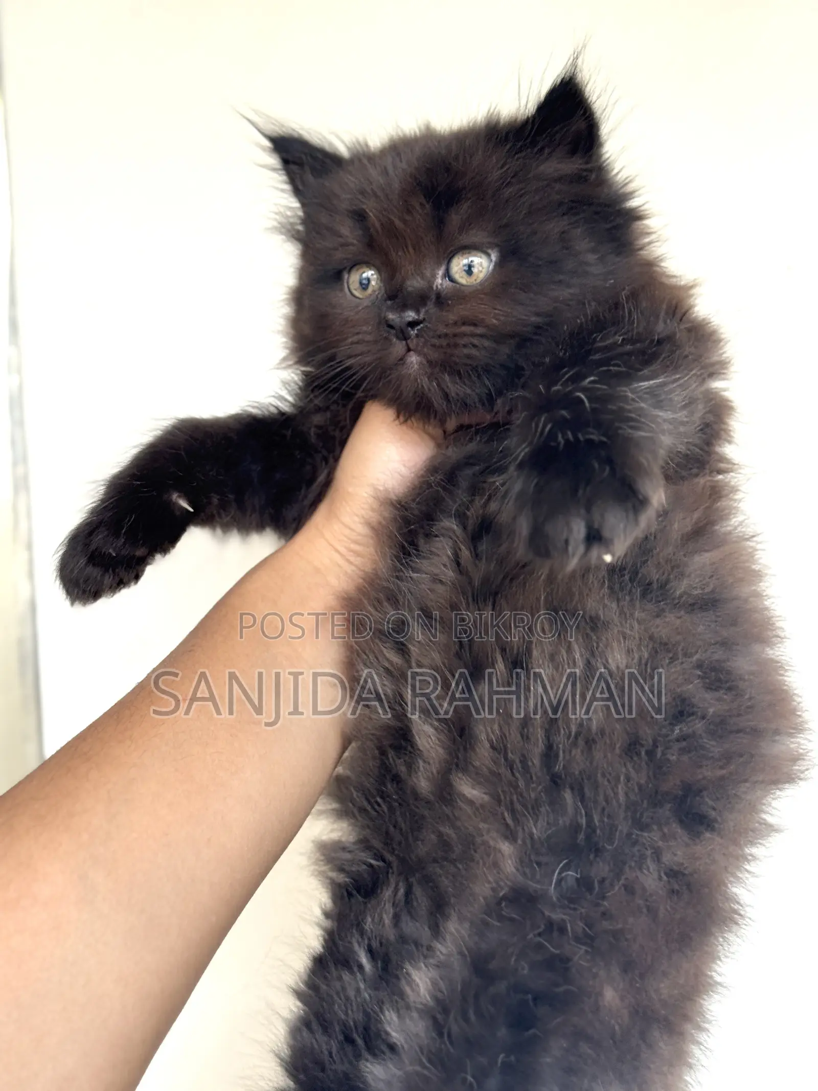 Persian Kitten Cat