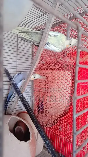 কোকাটেল পাখি বিক্রি হবে