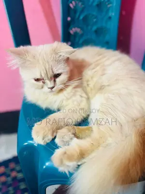 Cat For Sale