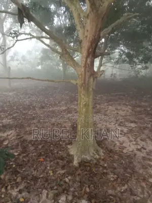 Urgent Land Sale