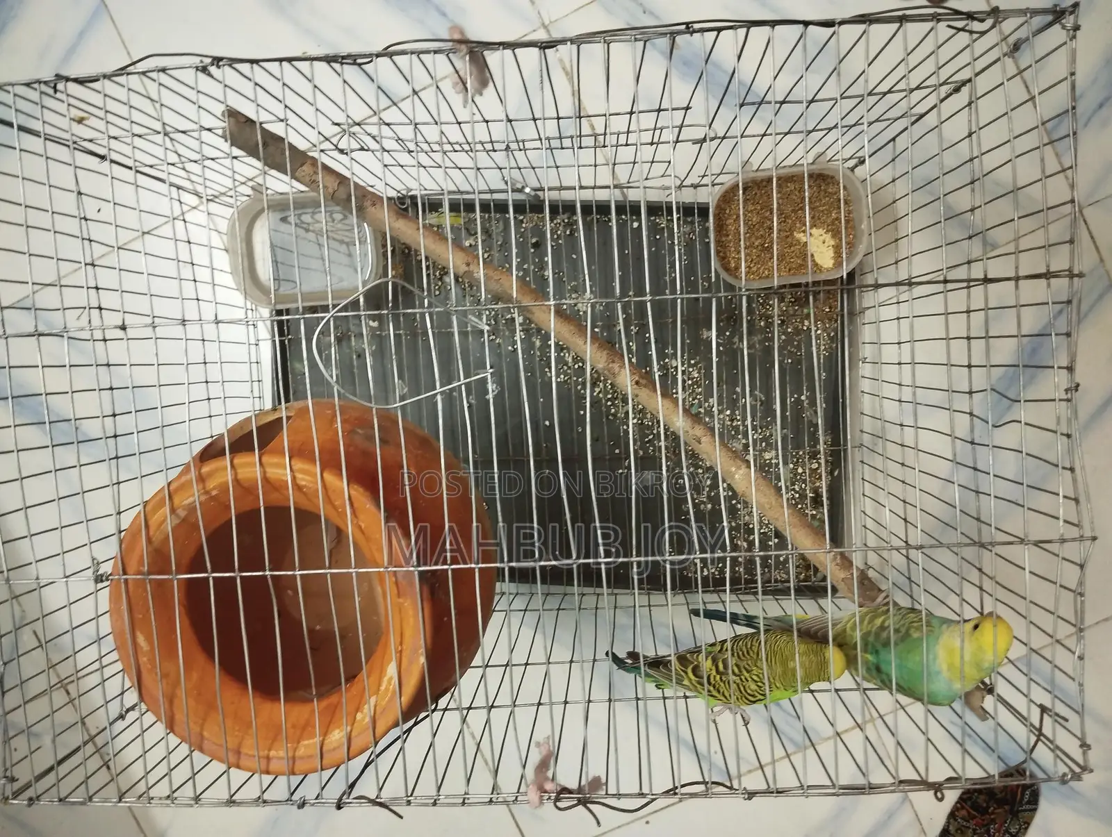 A pair of budgie birds with cage
