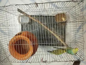 একজোড়া বাজিকর পাখি খাচা সহ