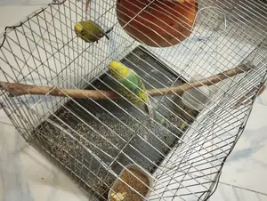 A pair of budgie birds with cage