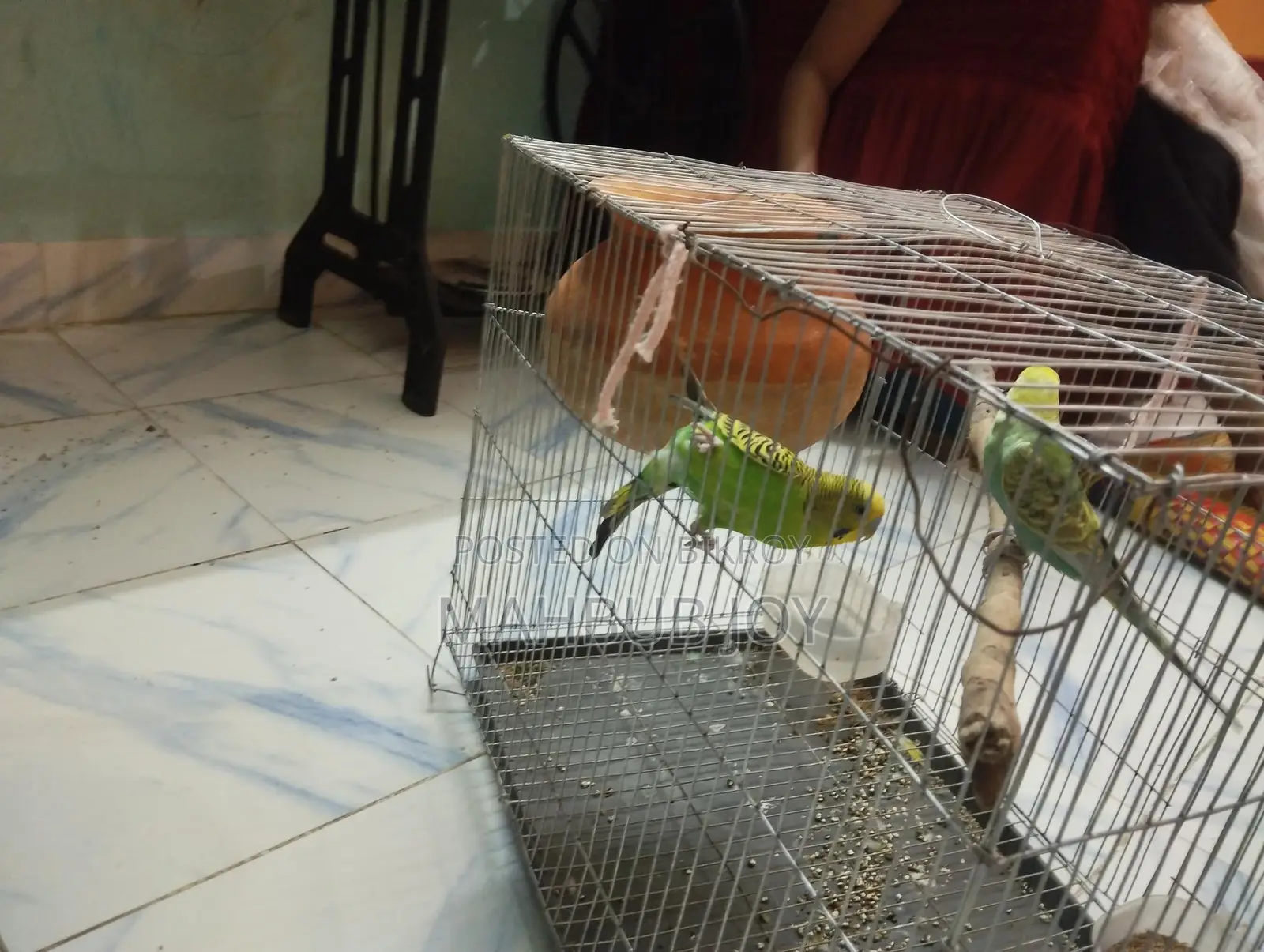 A pair of budgie birds with cage
