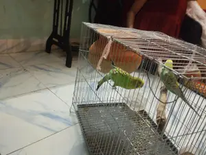 A pair of budgie birds with cage