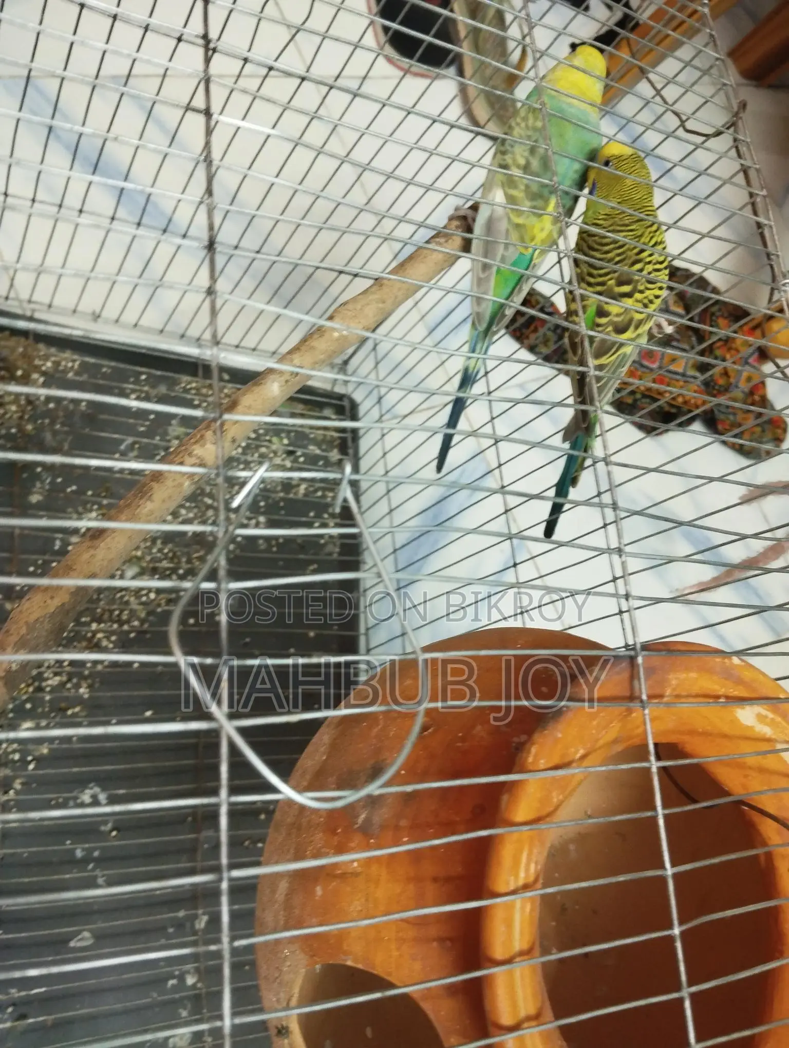 A pair of budgie birds with cage