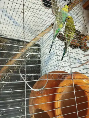A pair of budgie birds with cage