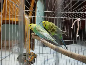 A pair of budgie birds with cage