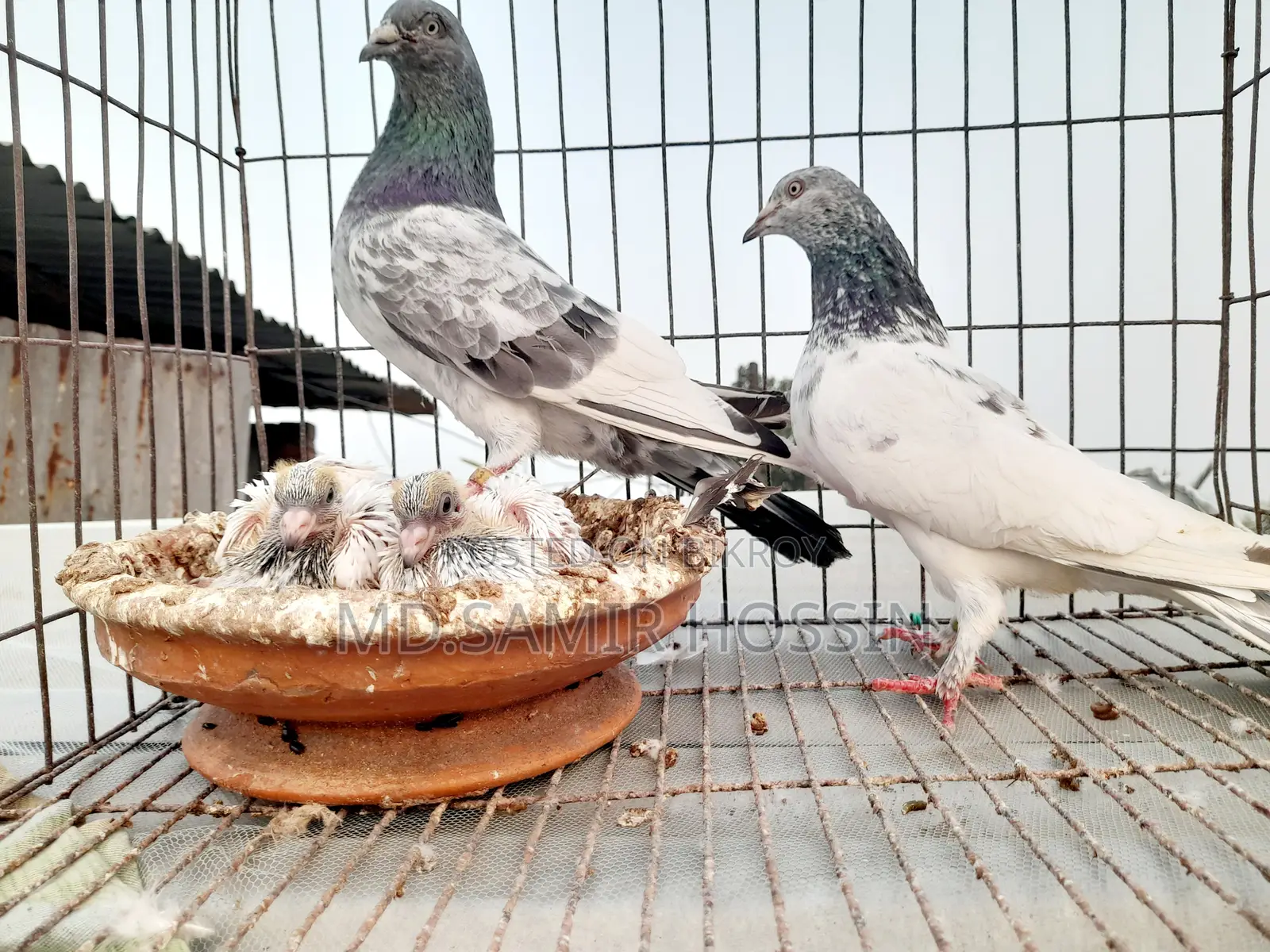 পাংকি ফেট+মাদি আর্মি ফেট পেয়ার