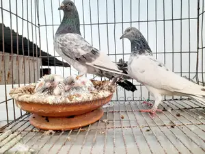 পাংকি ফেট+মাদি আর্মি ফেট পেয়ার