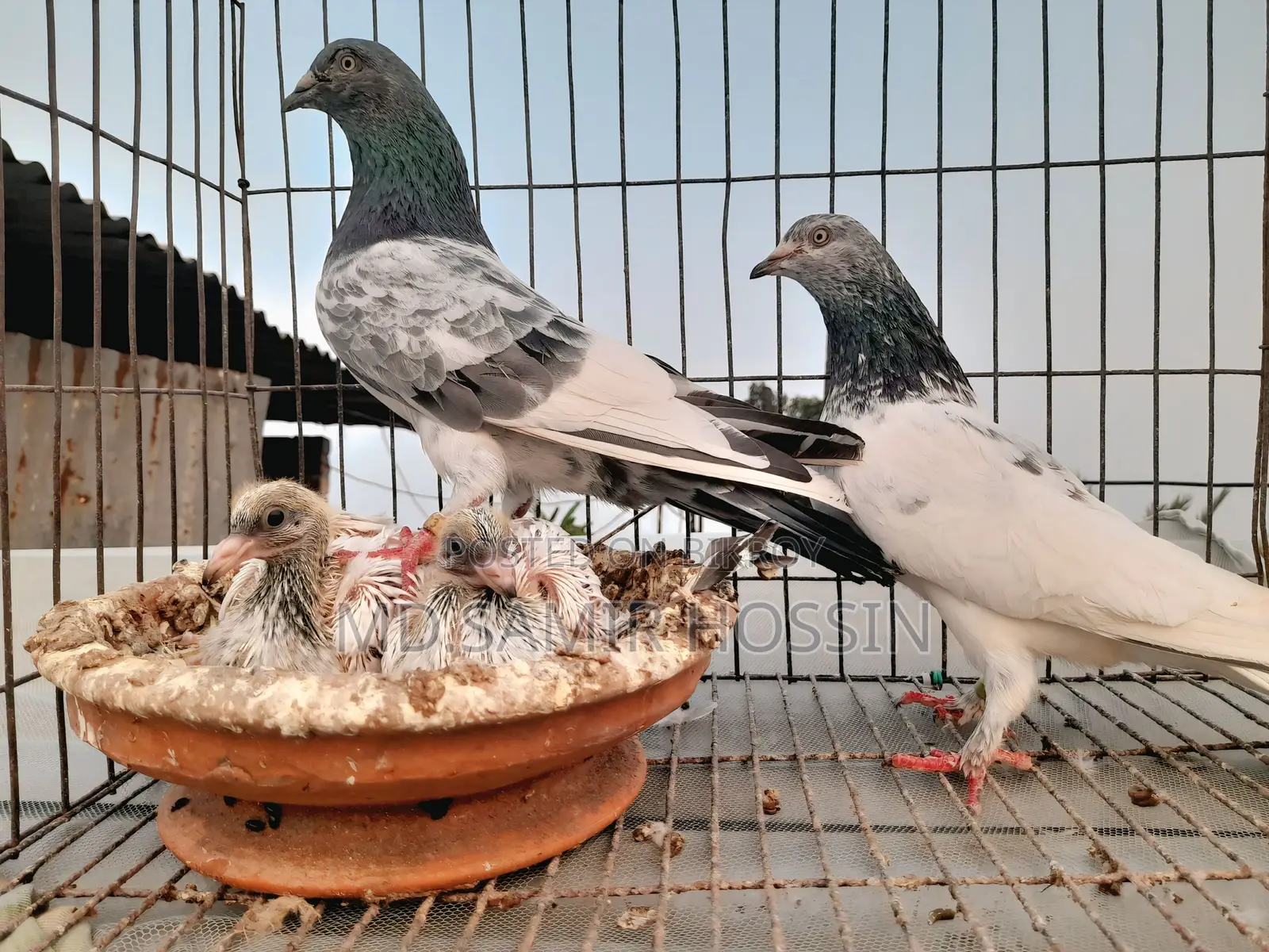 পাংকি ফেট+মাদি আর্মি ফেট পেয়ার