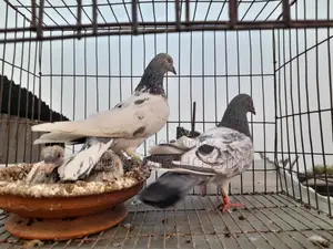 পাংকি ফেট+মাদি আর্মি ফেট পেয়ার