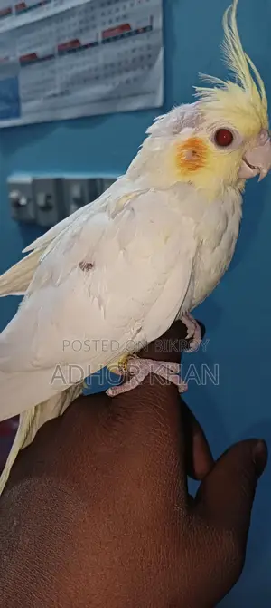 ককাটেল পাখি বিক্রি হবে