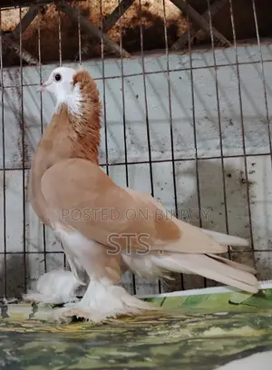 কবুতর বিক্রি হবে