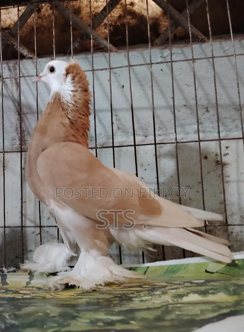 কবুতর বিক্রি হবে