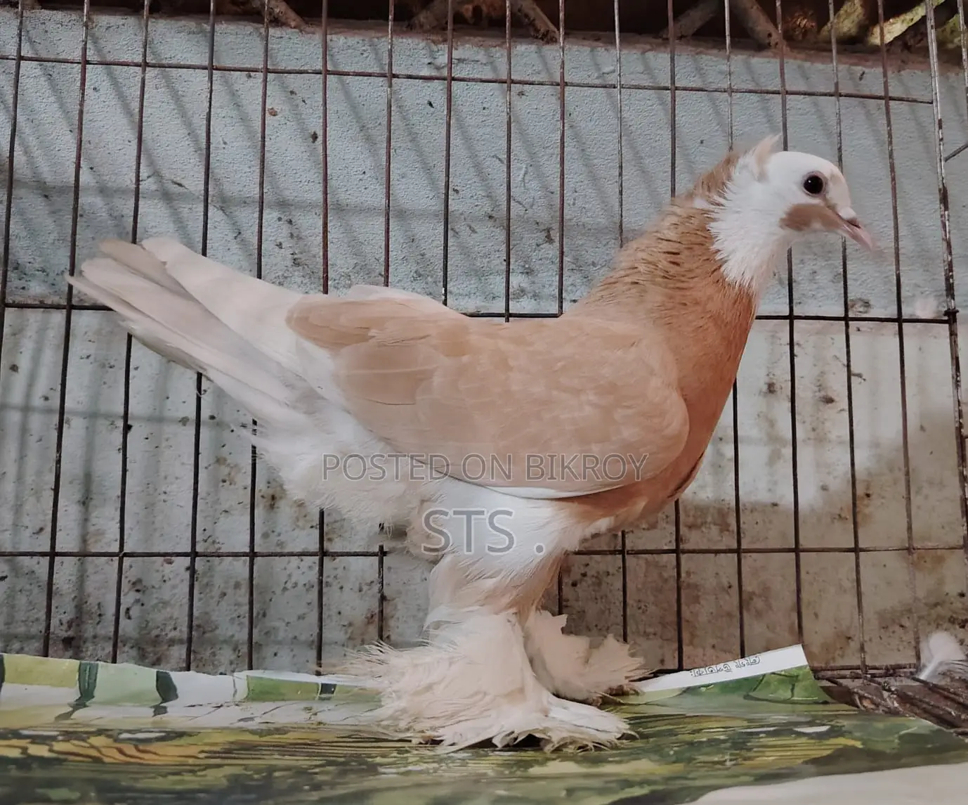 কবুতর বিক্রি হবে
