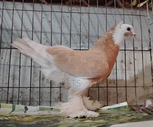 কবুতর বিক্রি হবে