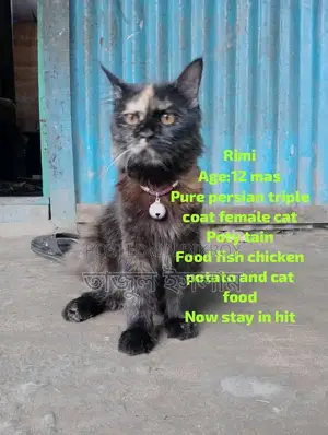 Adults female cat and baby kitten sell