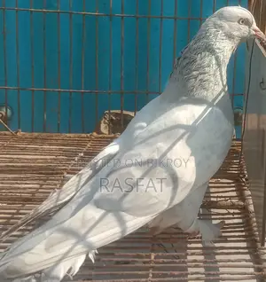 খাকি নর
