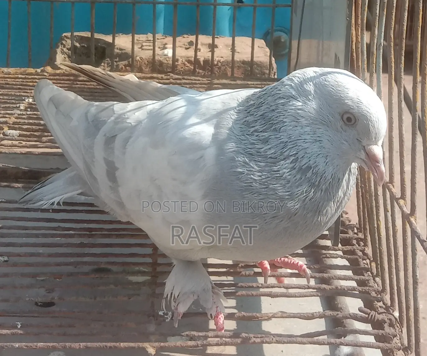 খাকি নর