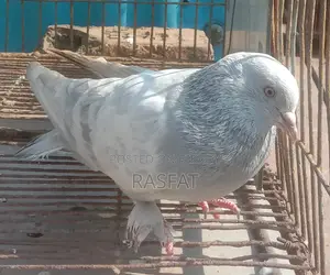 খাকি নর