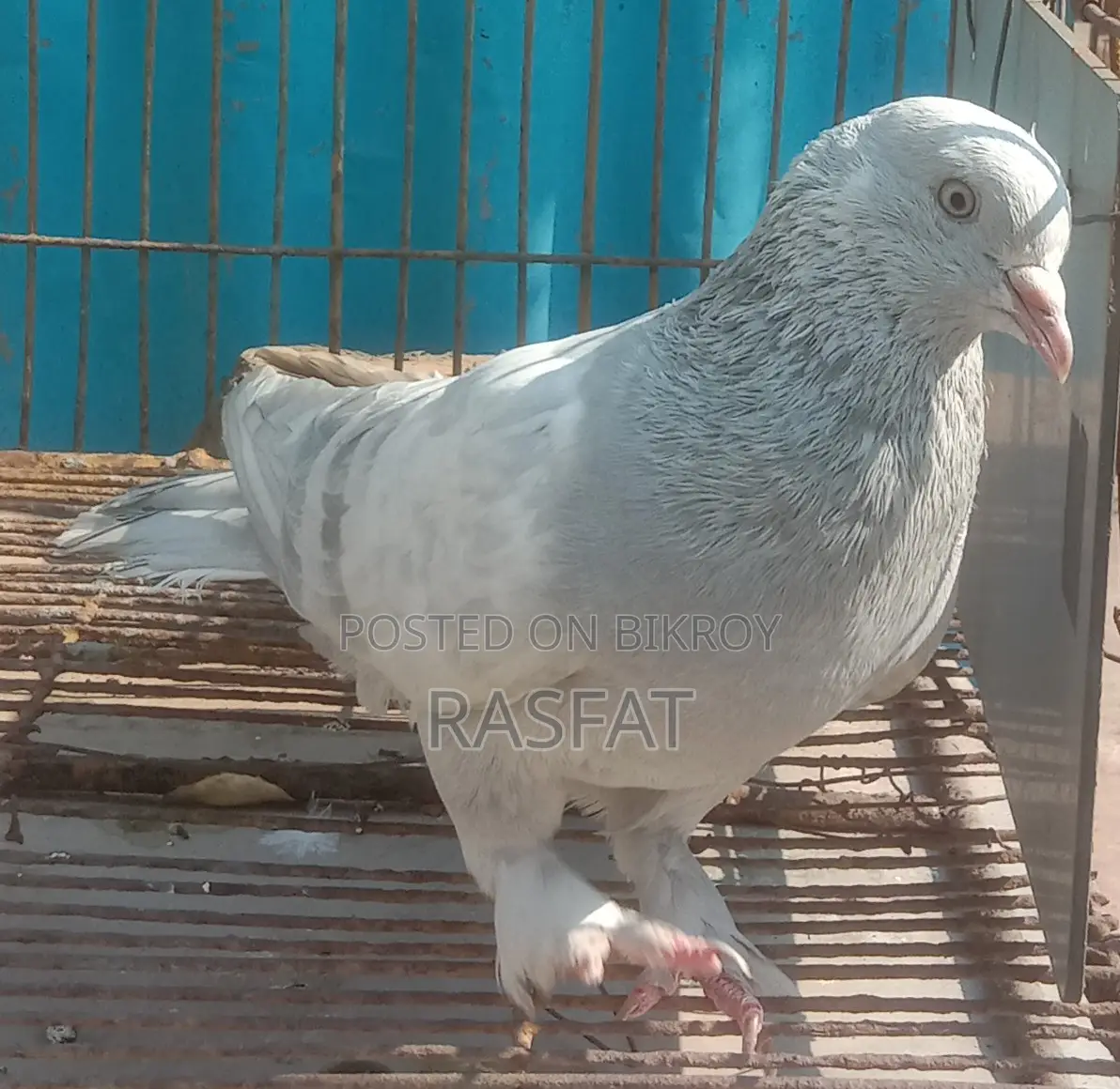 খাকি নর
