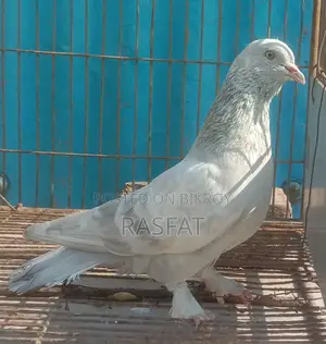 খাকি নর