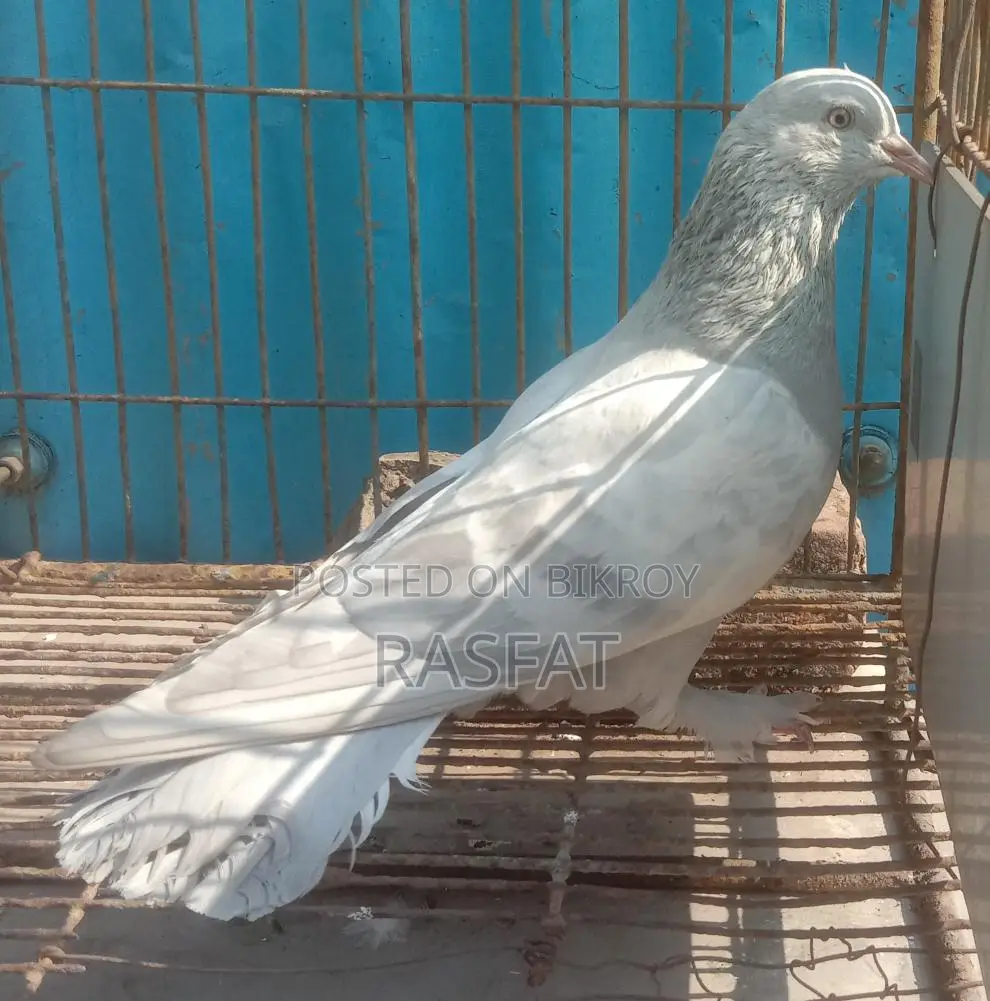 খাকি নর