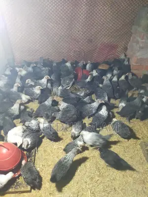 Mishri Fami Chicken