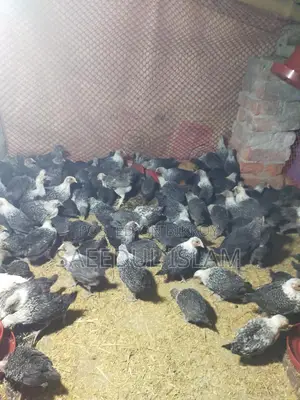 Mishri Fami Chicken