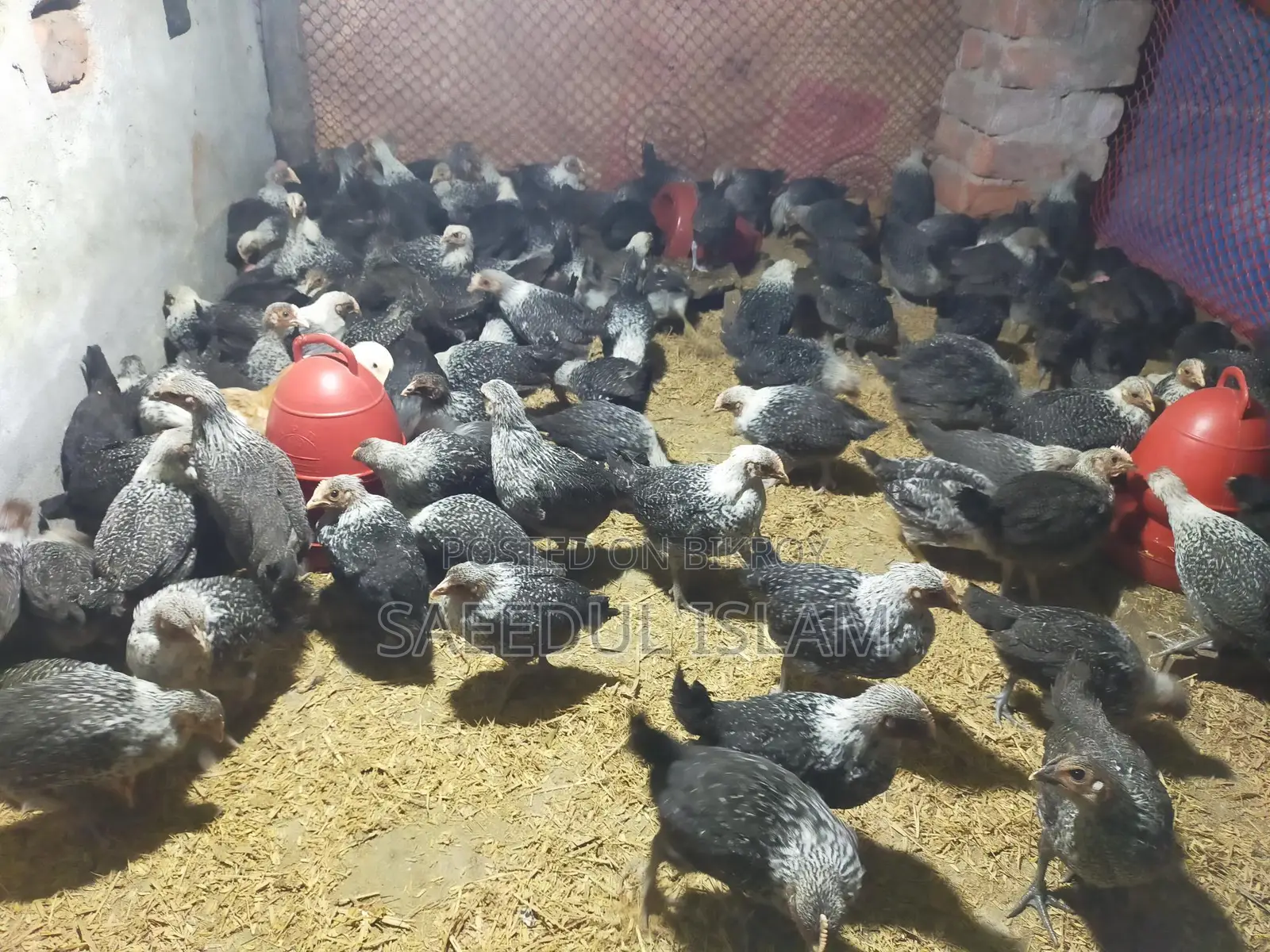 Mishri Fami Chicken