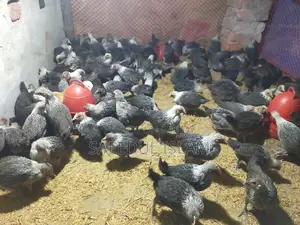 Mishri Fami Chicken