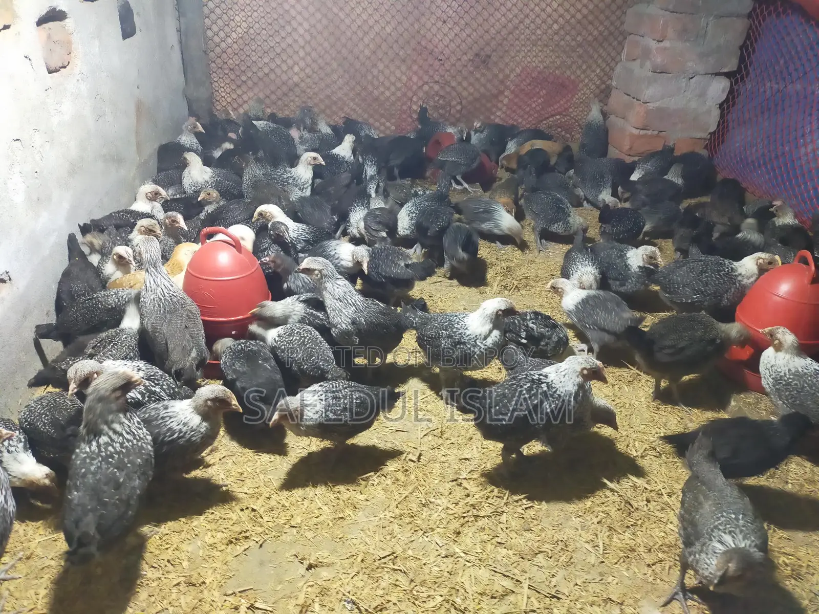 Mishri Fami Chicken