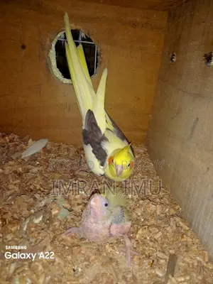Yellow Face Pied / White V
