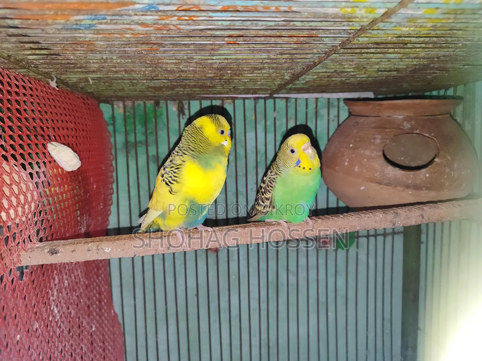 Budgerigar Bird