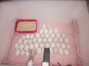 ইনভেস্টর চাই