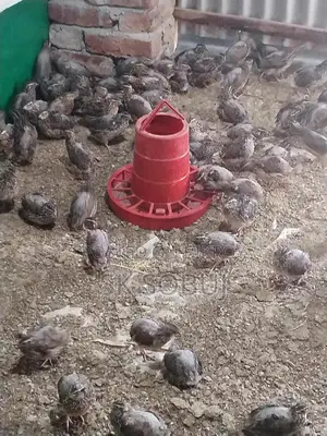 রানিং ডিম পারা কোয়েল পাখি