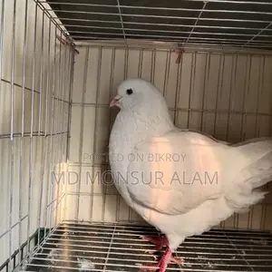 কিং বিগ সাইজ
