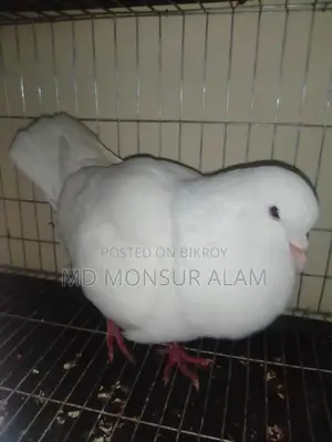 কিং বিগ সাইজ