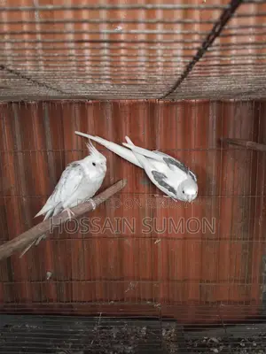 রানিং জোড়া ককাটেল