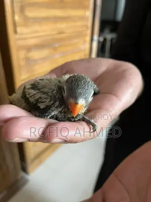 Baby Bird