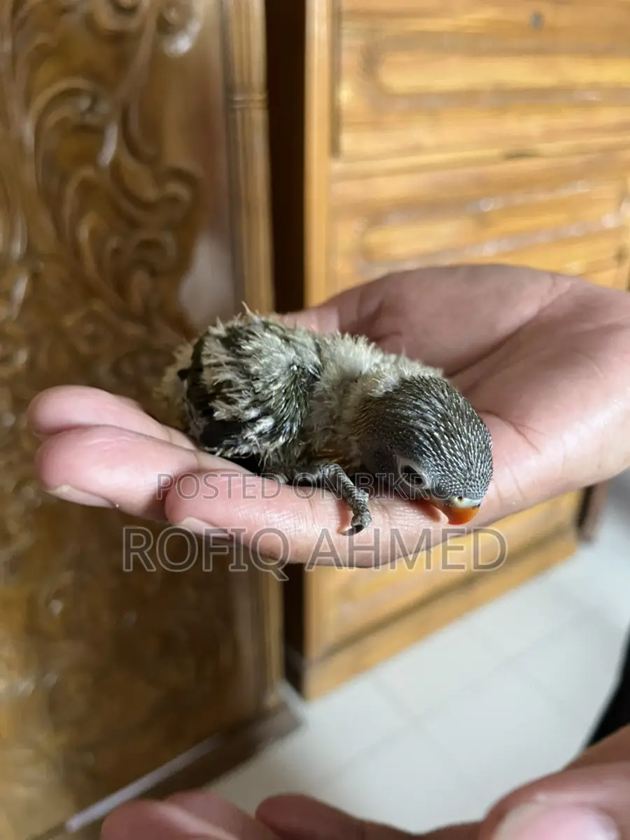 বেবি বার্ড