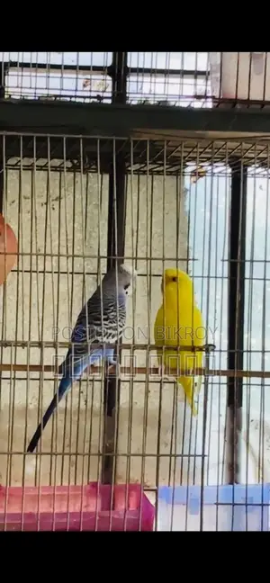 বাজিগর পাখি